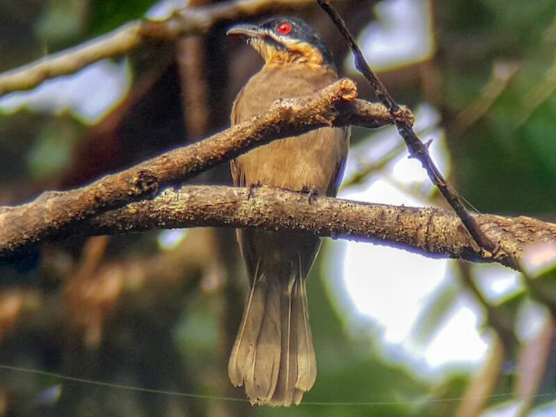 Koel Enano, Fotos 3