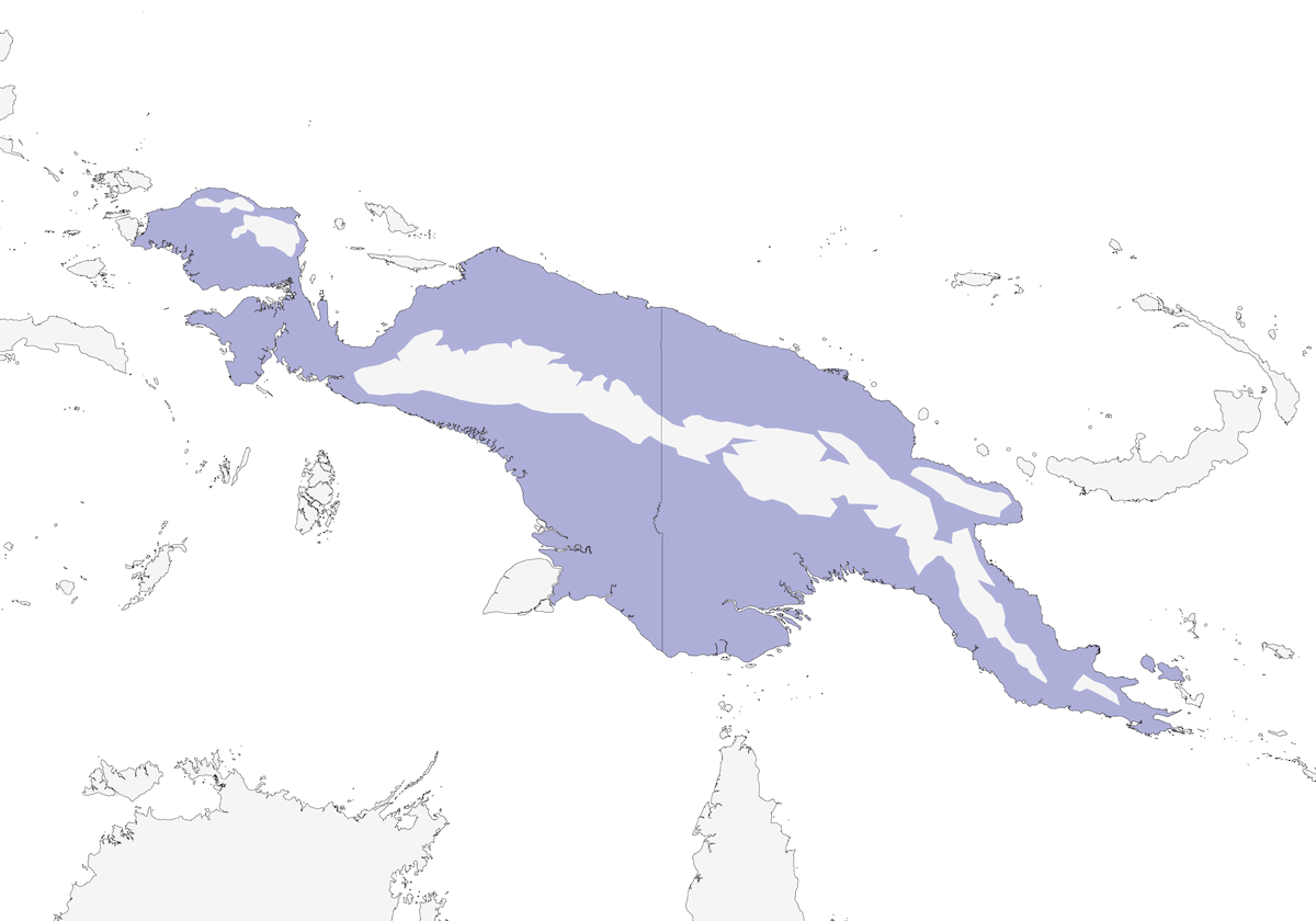 Koel Enano, Distribución 1