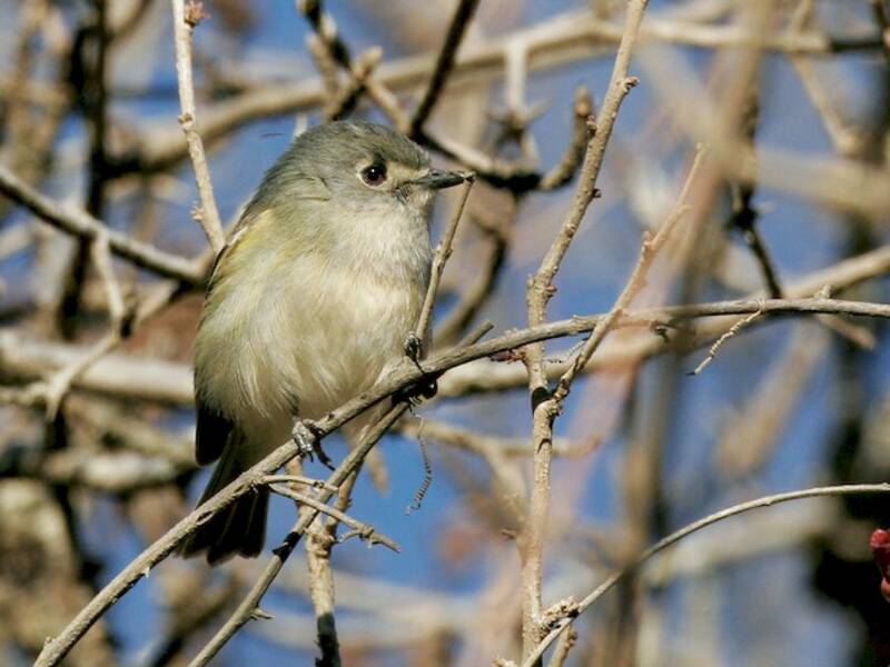 Vireo Enano