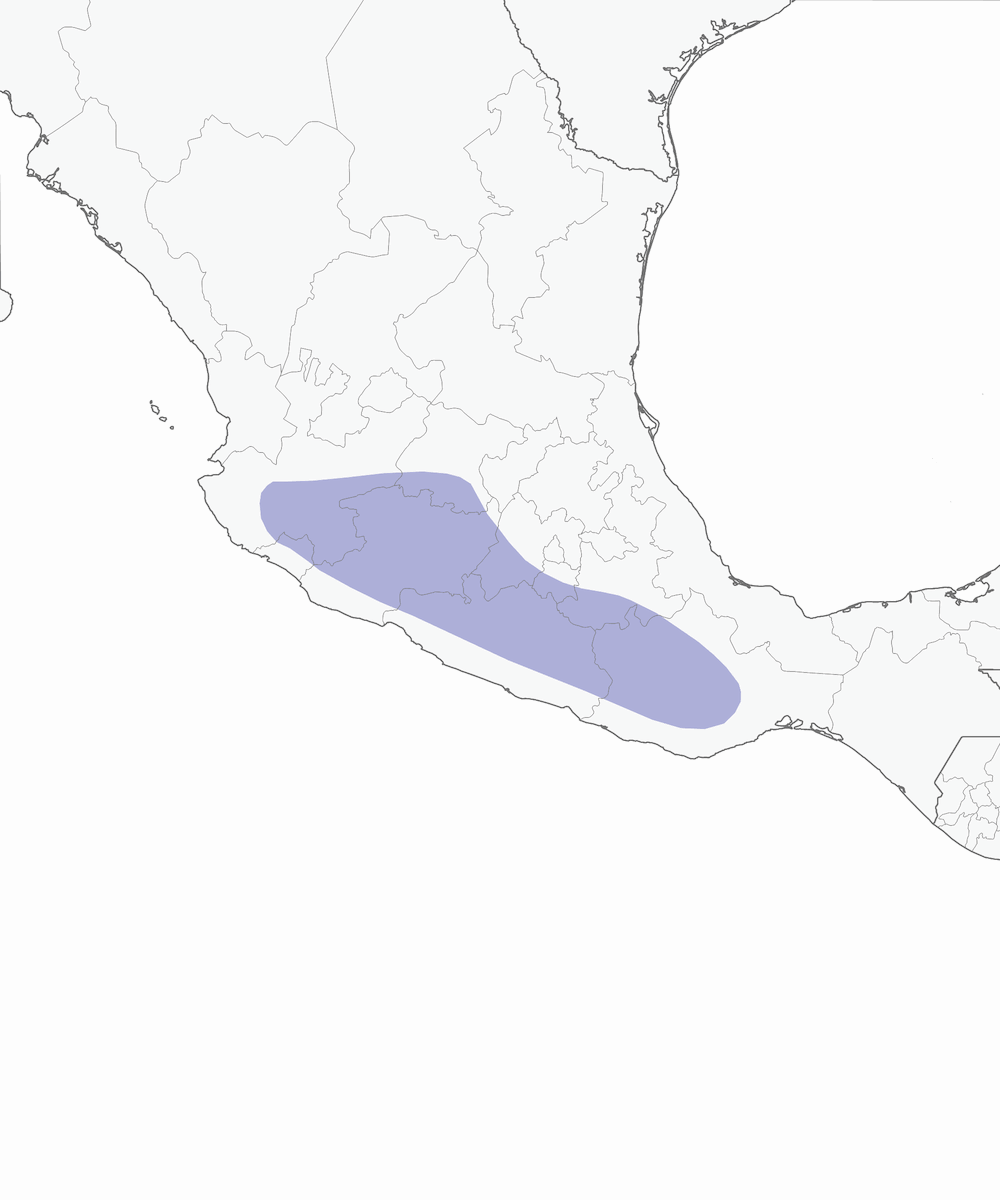Viréo nain, Distribution 1