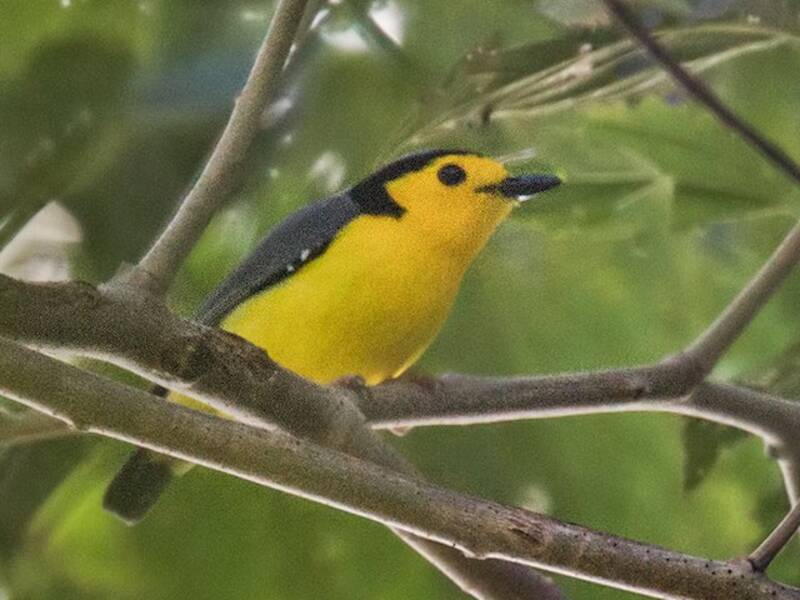 Goldenface (Pachycare flavogriseum)