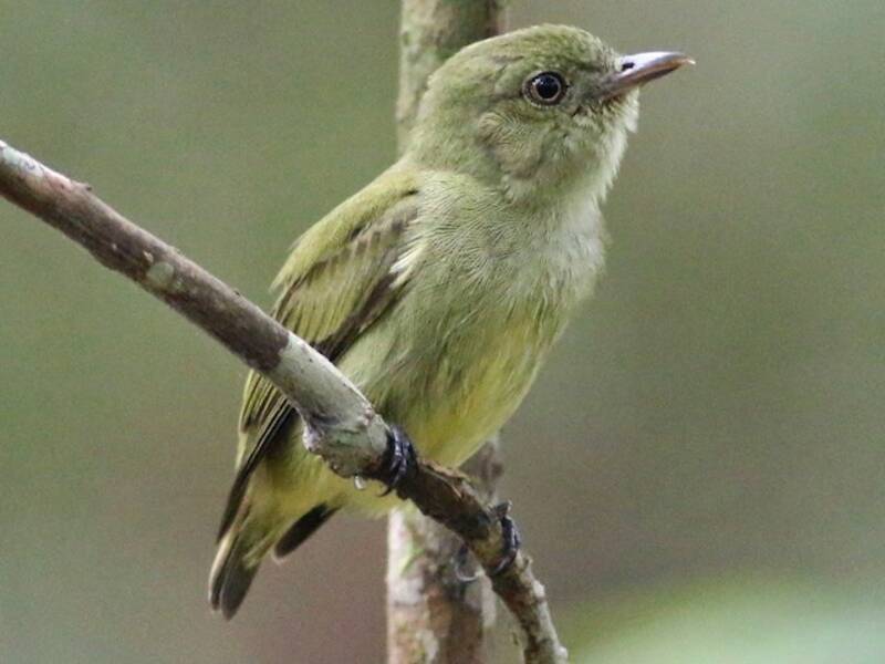 Manakin nain, Photos 3