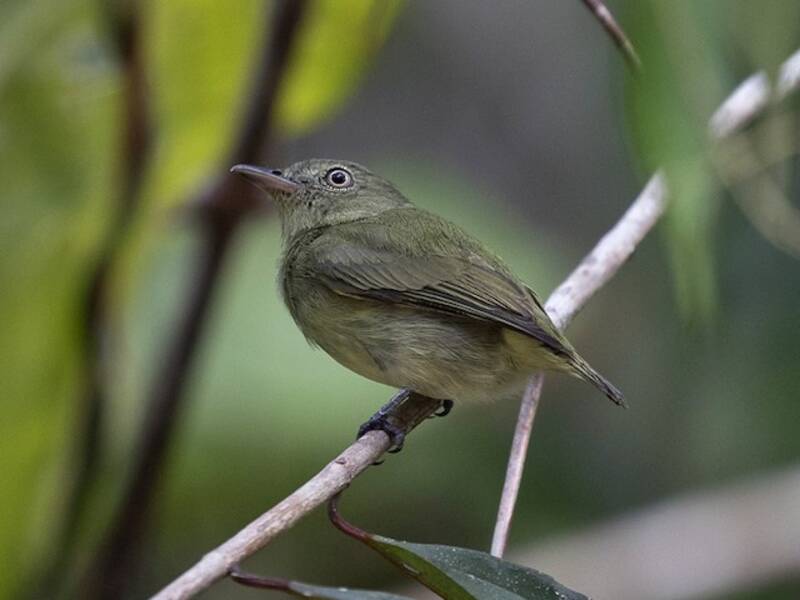 Manakin nain, Photos 4
