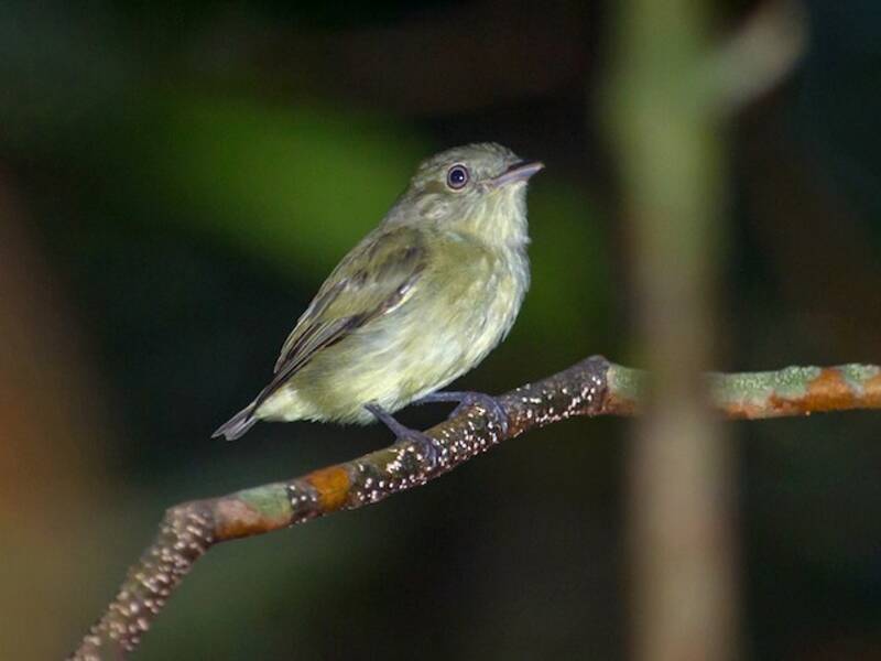 Dwarf Tyrant-Manakin