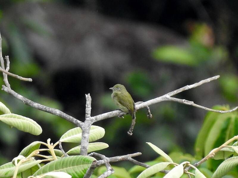 Manakin nain, Photos 2
