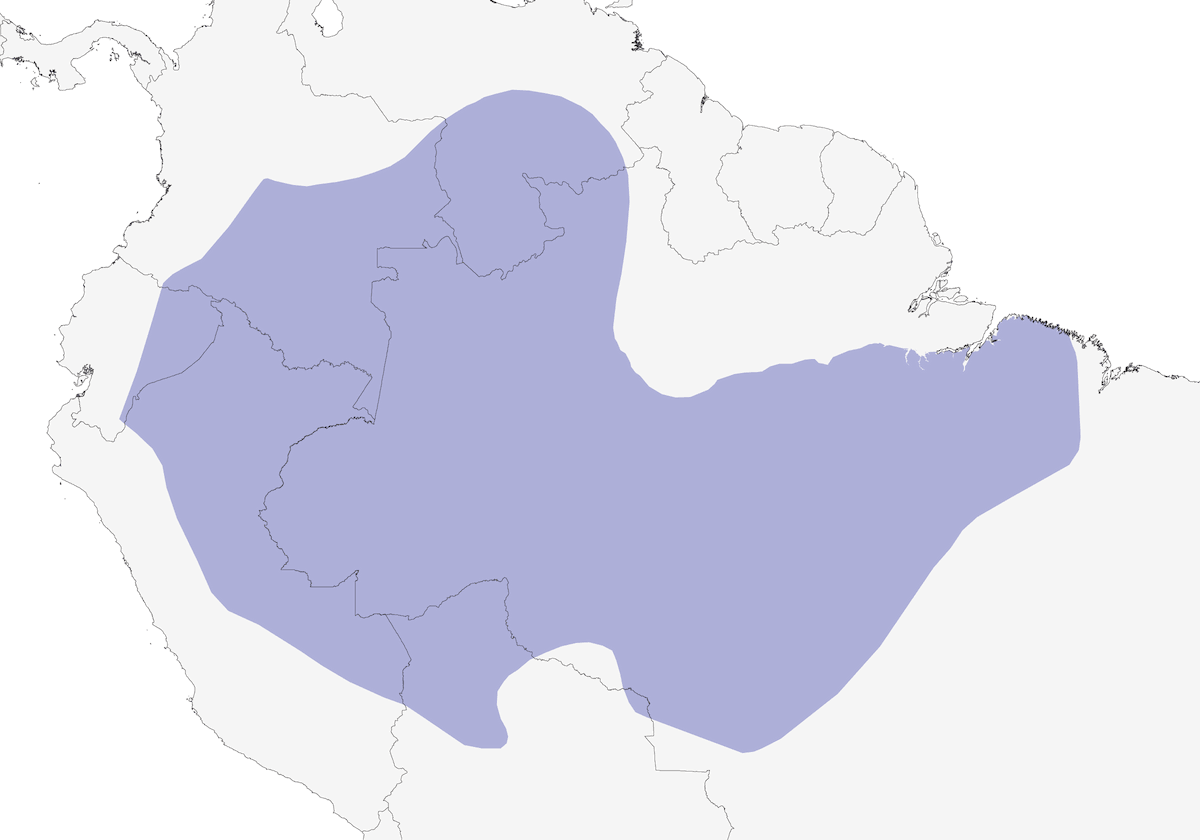 Manakin nain, Distribution 1