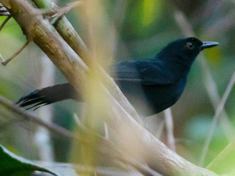 East Amazonian Fire-eye, Photos 4