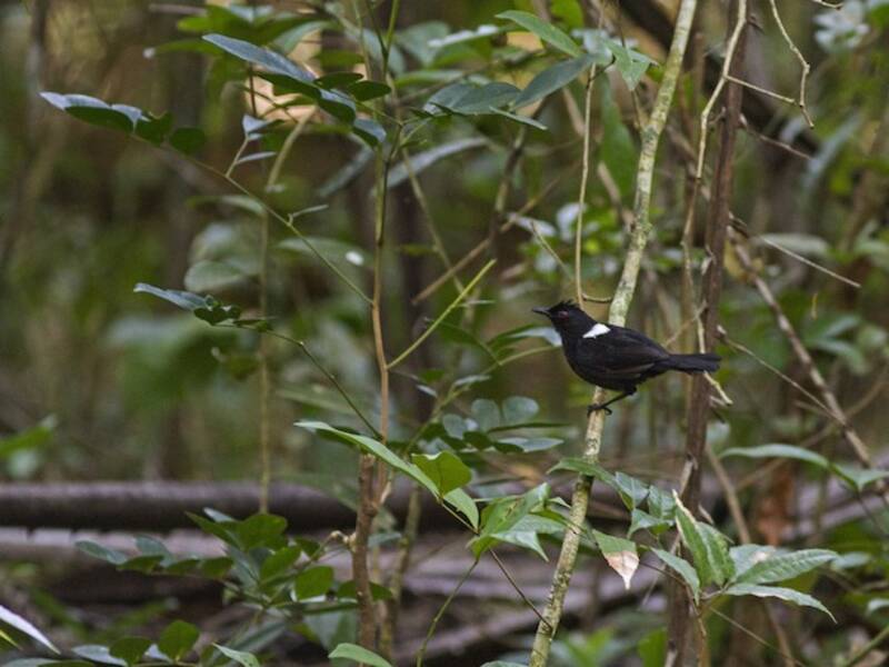 East Amazonian Fire-eye, Photos 3