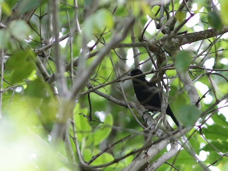 East Amazonian Fire-eye, Photos 2