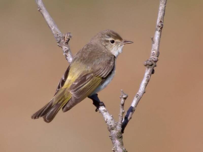 Mosquitero Oriental de Bonelli, Fotos 4
