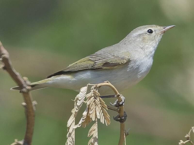 Mosquitero Oriental de Bonelli, Fotos 3