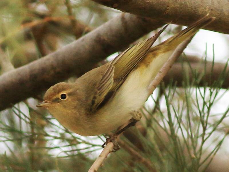 Mosquitero Oriental de Bonelli, Fotos 2