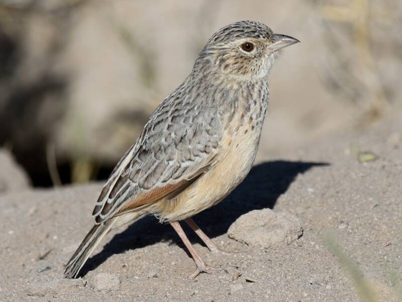 Eastern Clapper Lark, Photos 3