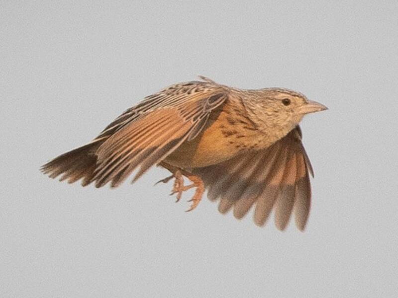Eastern Clapper Lark, Photos 4