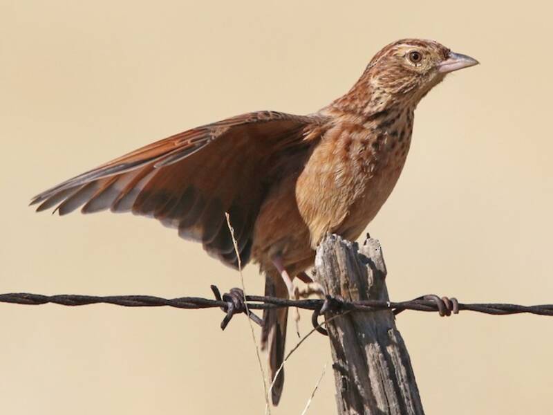 Eastern Clapper Lark, Photos 2