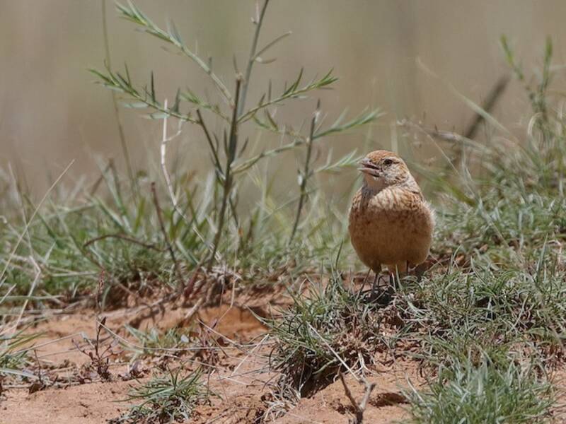 Eastern Clapper Lark