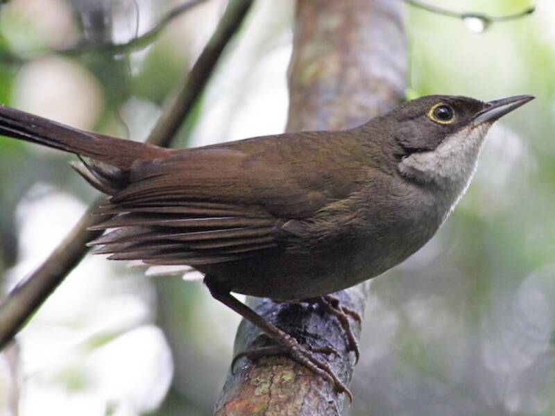 Eastern Chat-Tanager (Calyptophilus frugivorus)