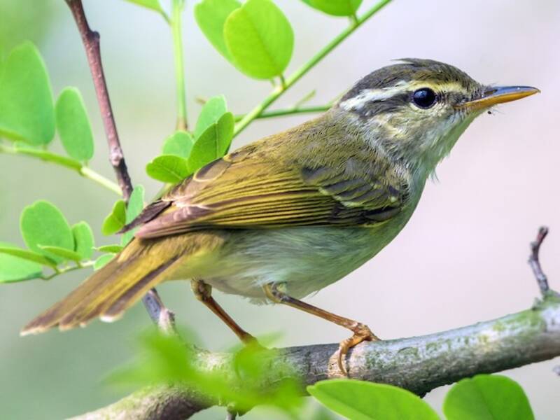 Mosquitero Coronada Oriental