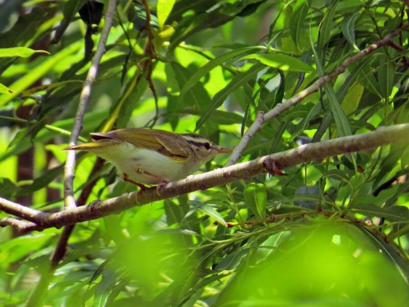 Mosquitero Coronada Oriental, Fotos 4