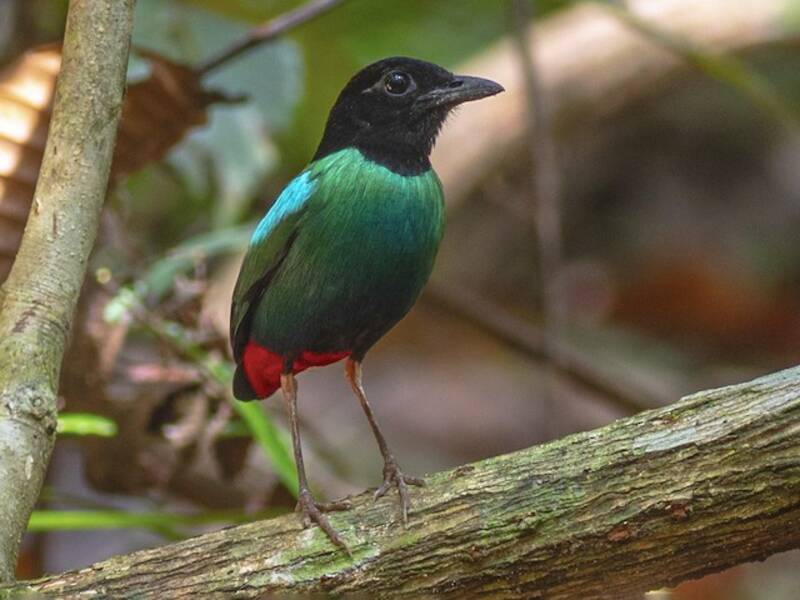 Pita encapuchada oriental