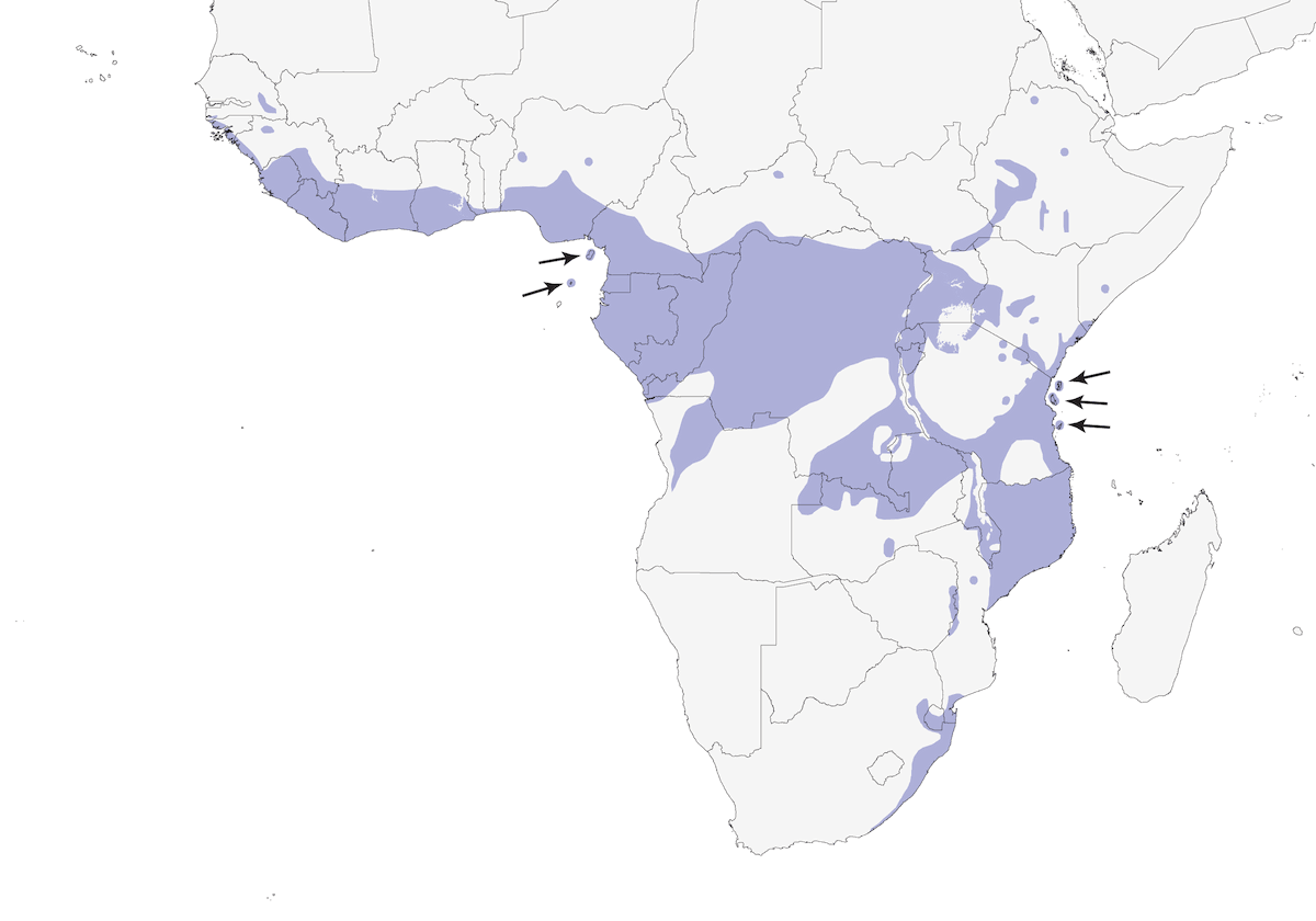 Suimanga olivácea, Distribución 1