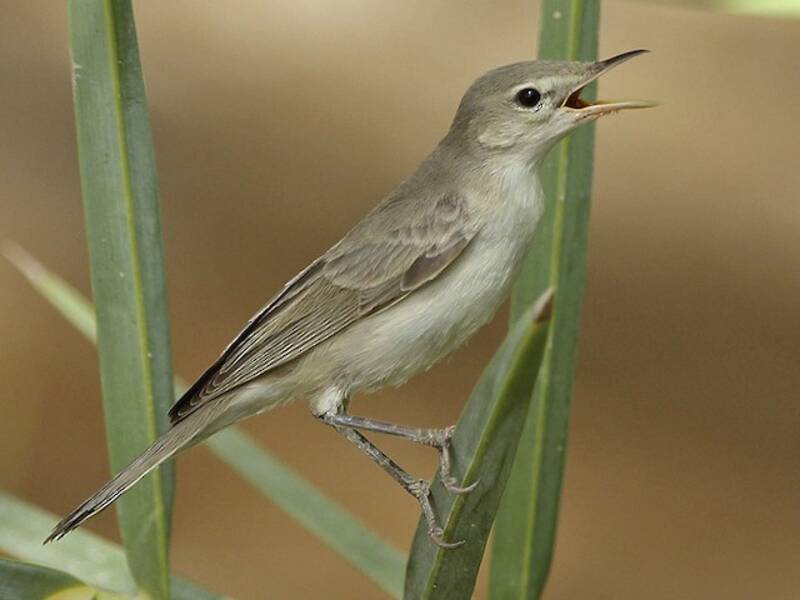Fauvette pâle orientale