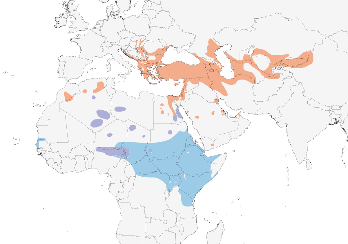 Curruca Olivácea Oriental, Distribución 1