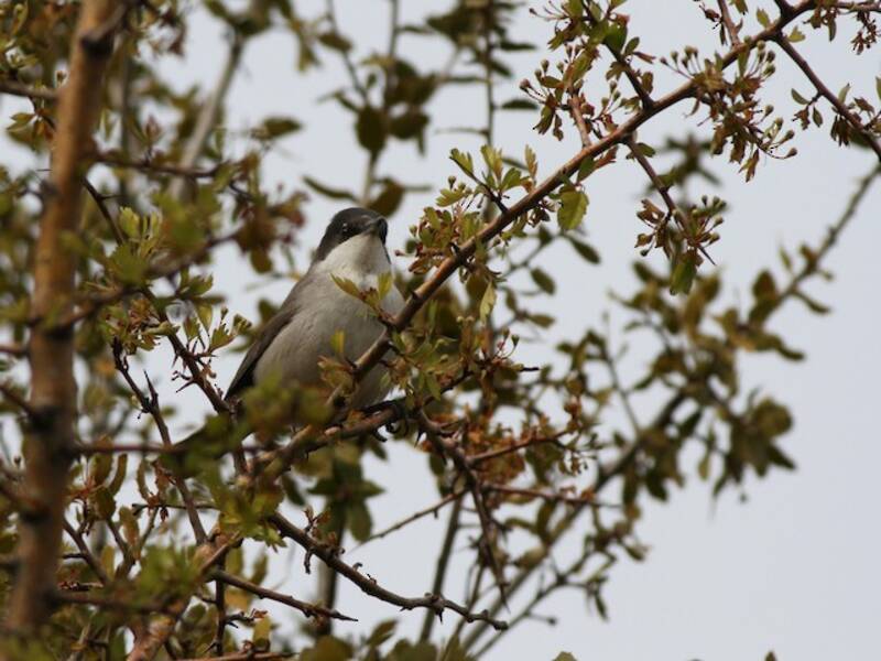Bigia padovana orientale, Foto 4