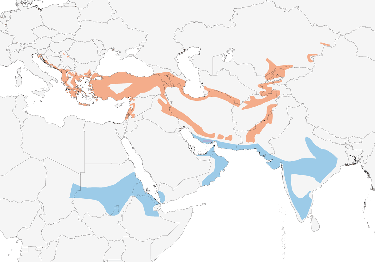 Bigia padovana orientale, Distribuzione 1
