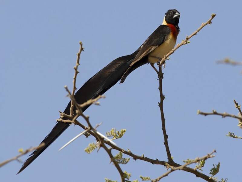 Eastern Paradise-Whydah (Vidua paradisaea)