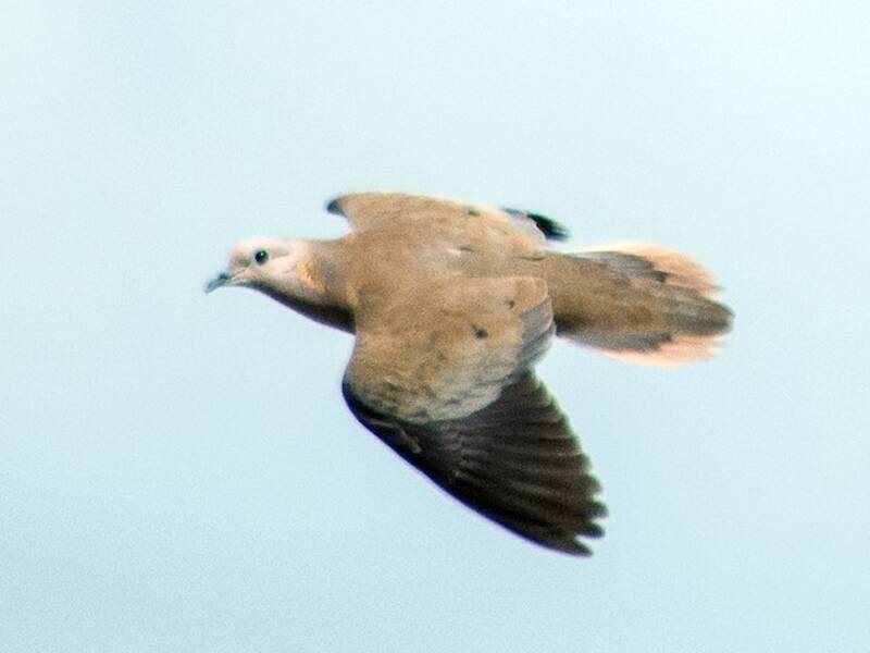 Eared Dove, 照片 2