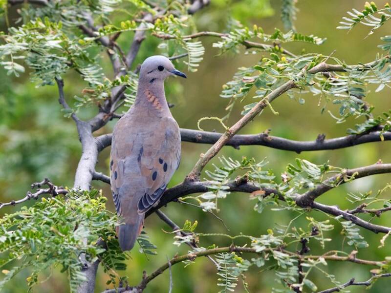 Eared Dove, 照片 3