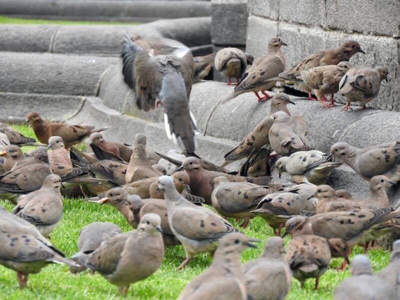 Eared Dove, 照片 4