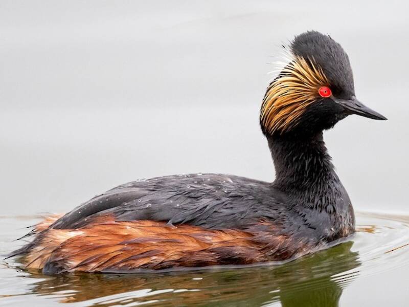 Eared Grebe, 照片 4