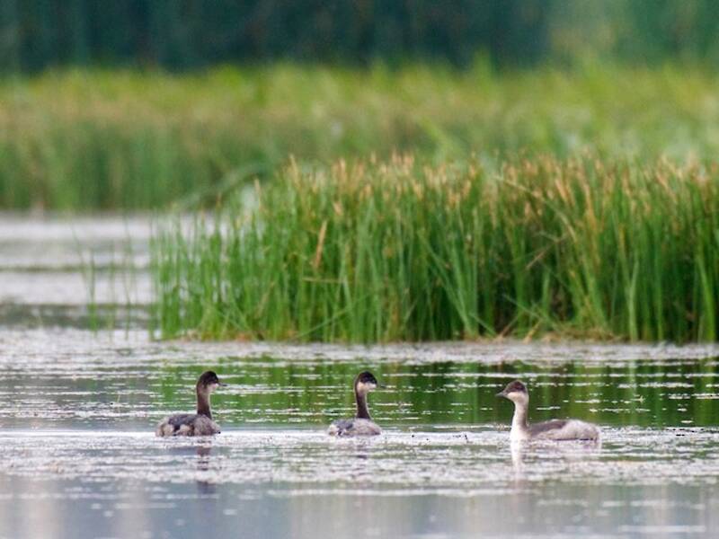 Eared Grebe, 照片 3