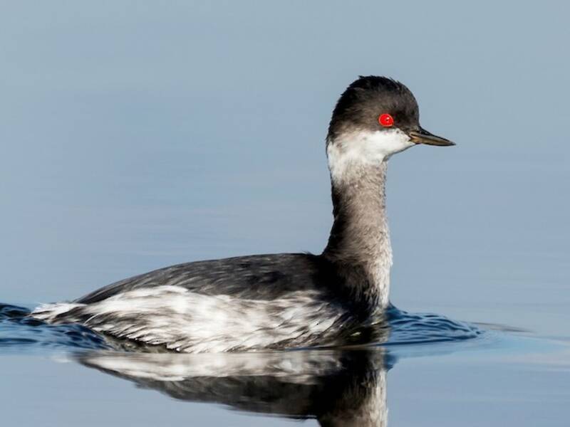 Eared Grebe, 照片 2