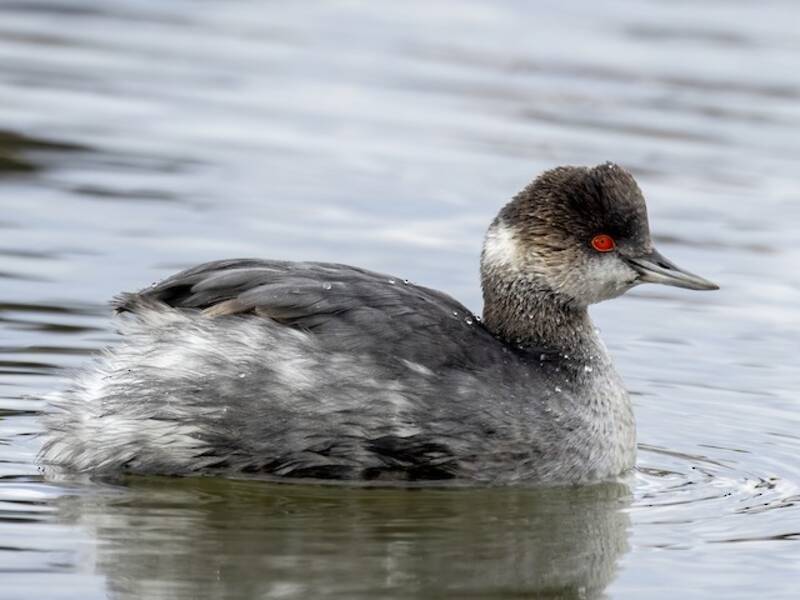 Eared Grebe (Podiceps nigricollis)