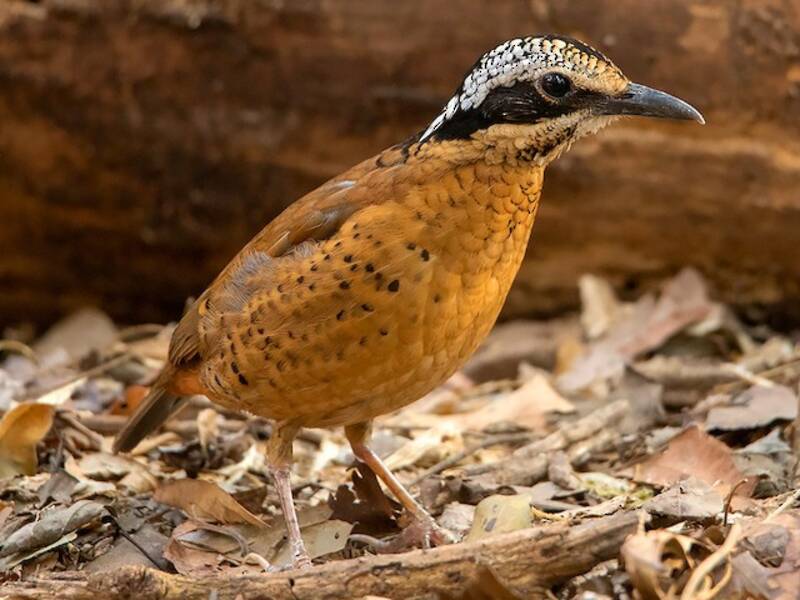 Eared Pitta, 照片 3