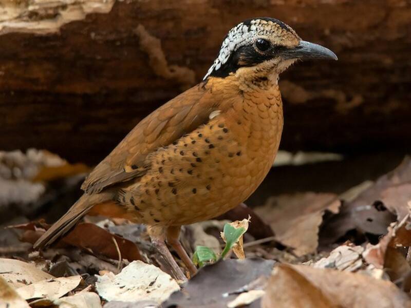 Pitta auricolare