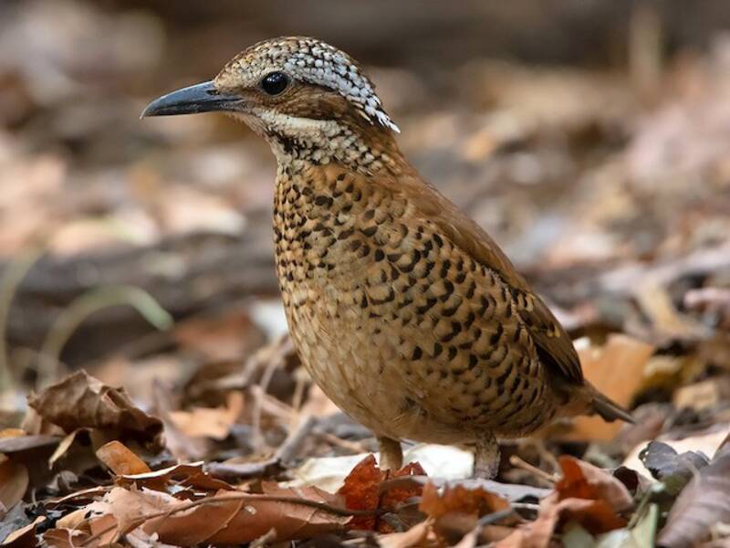 Eared Pitta, 照片 4