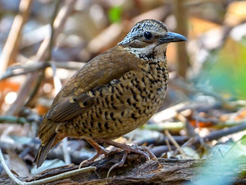 Eared Pitta, 照片 2