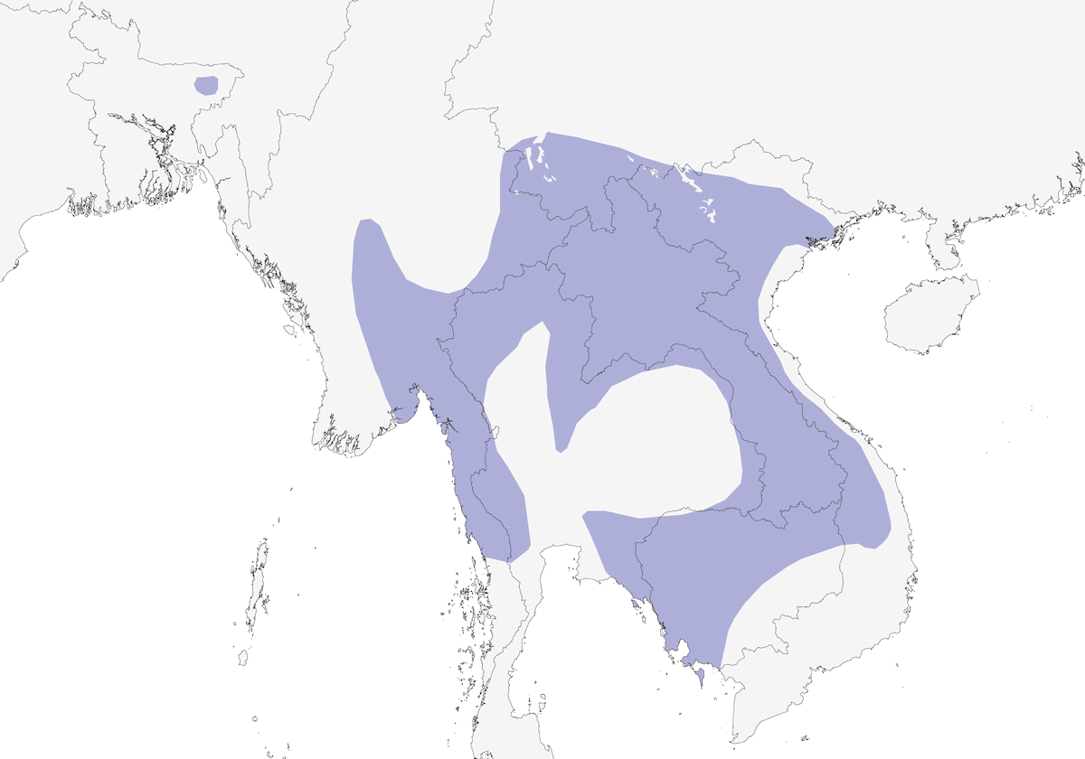 Eared Pitta, 分布 1