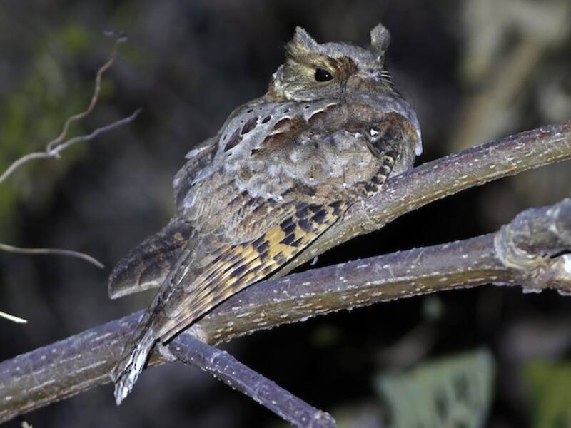 Eared Poorwill, Photos 2