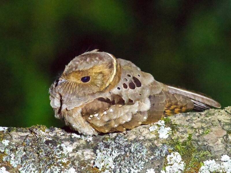 Eared Poorwill, Photos 4
