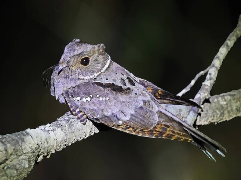 Eared Poorwill, Photos 3