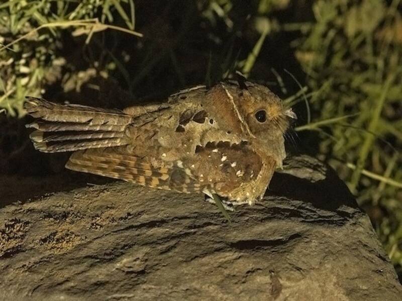 Ohrennachtschwalbe