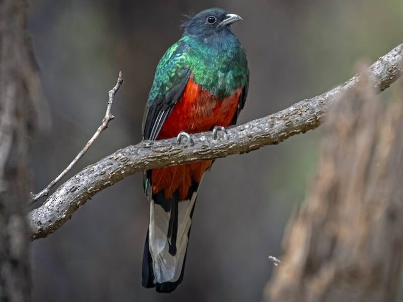 Quetzal orecchiuto, Foto 2