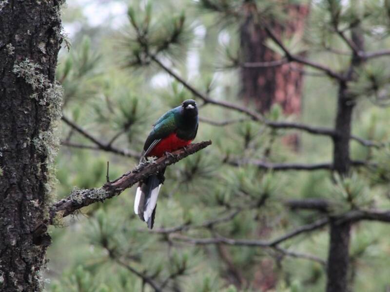 Eared Quetzal