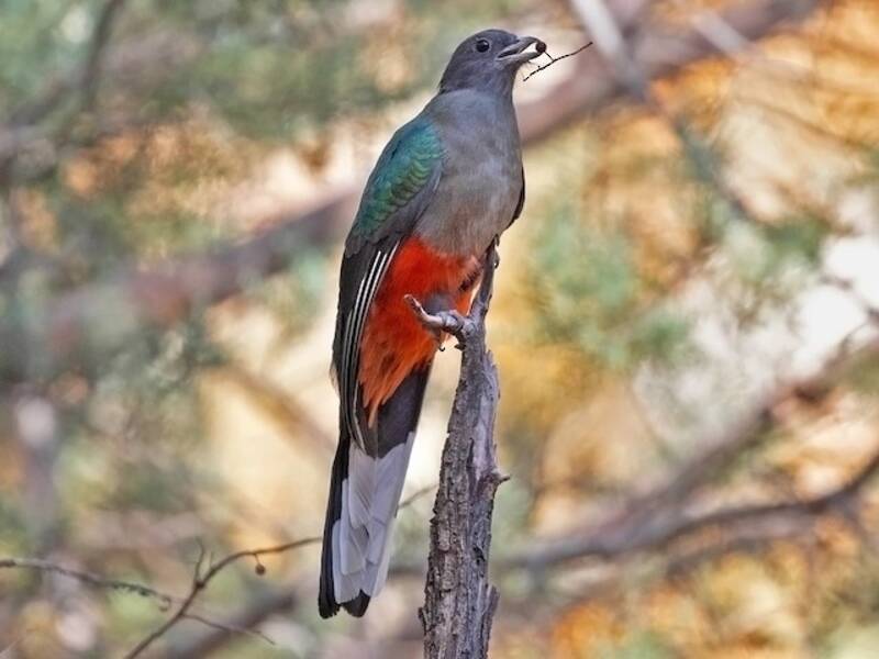 Quetzal orecchiuto, Foto 3