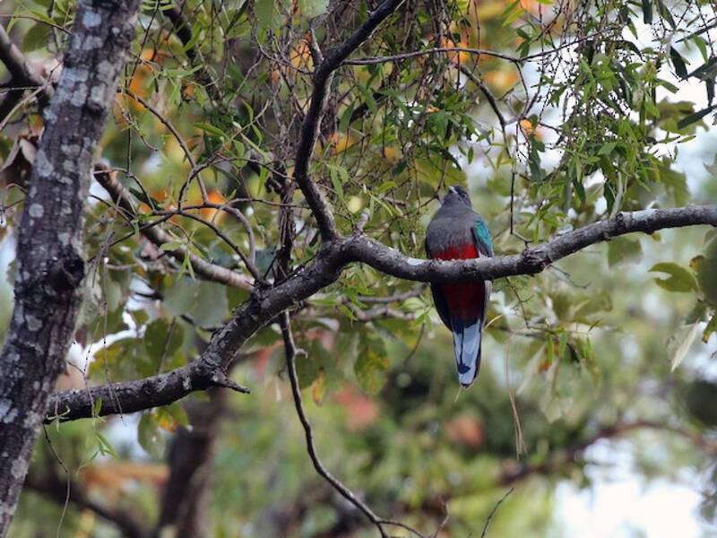 Quetzal orecchiuto, Foto 4